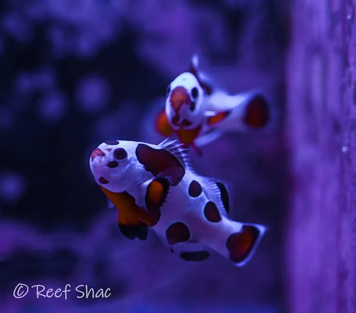 Reef Shac Picture 1