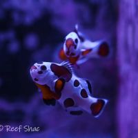 Reef Shac ico