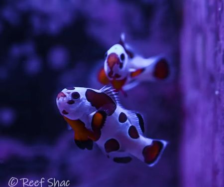 Reef Shac