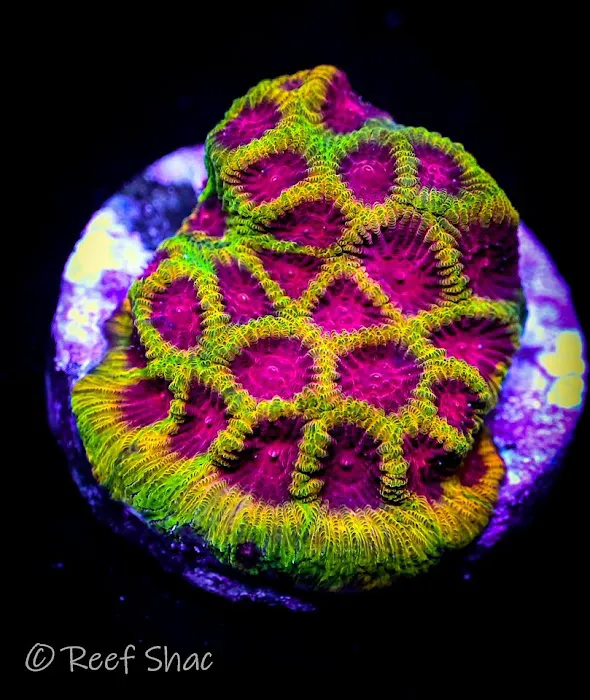 Reef Shac Picture 4