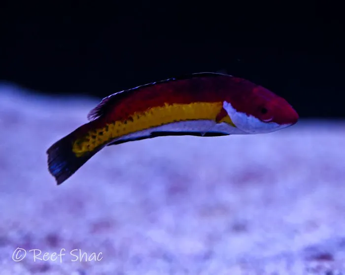 Reef Shac Picture 5