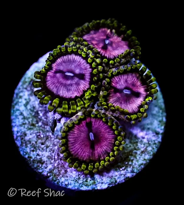 Reef Shac Picture 7