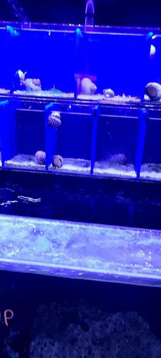 Reef Shac Picture 8