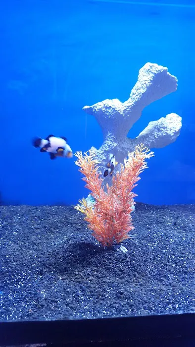 Reef Shac Picture 10