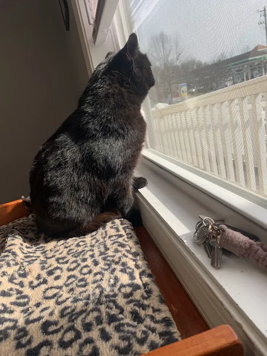 Mid Atlantic Cat Hospital Picture 3