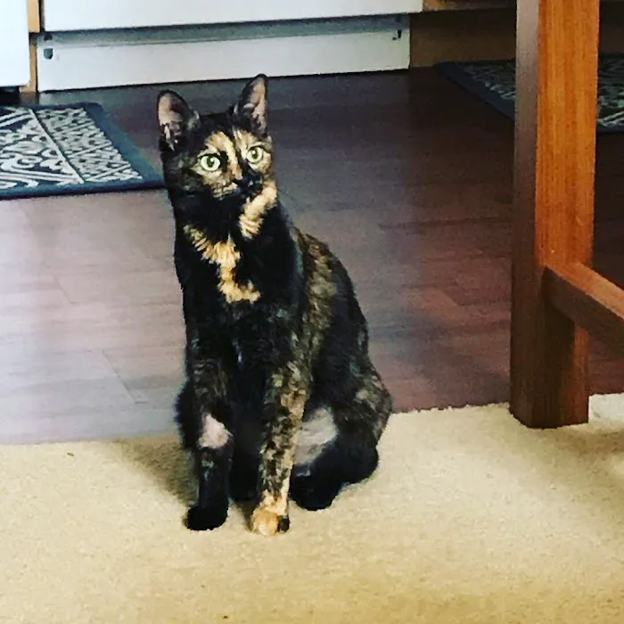 Mid Atlantic Cat Hospital Picture 1