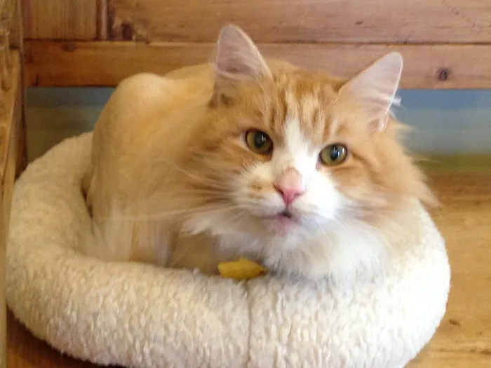 Mid Atlantic Cat Hospital Picture 7