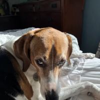 Caroline Veterinary Clinic ico