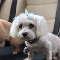 Hollywood Feed ico