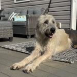 The Anywhere Vet