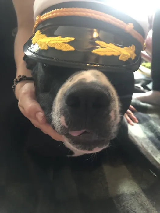 The Anywhere Vet Picture 7