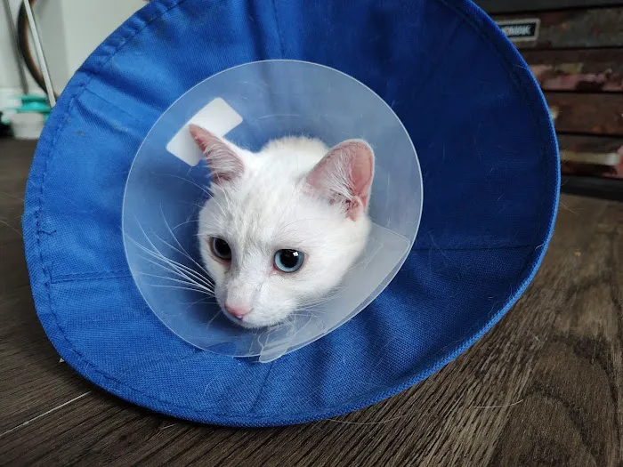 Shore Pet Surgery Picture 1
