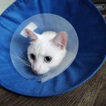 Shore Pet Surgery