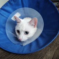 Shore Pet Surgery ico