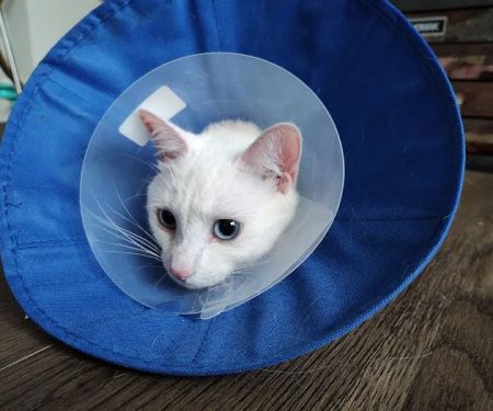 Shore Pet Surgery