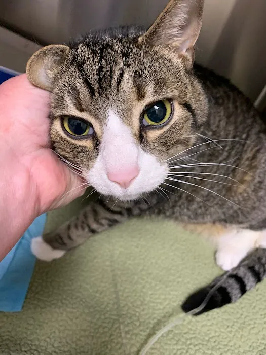 Shore Pet Surgery Picture 5