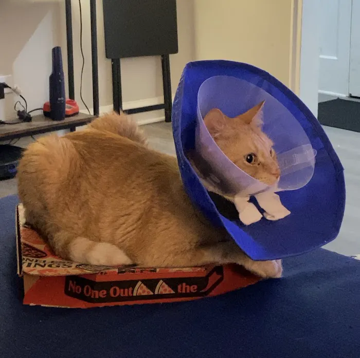 Shore Pet Surgery Picture 10