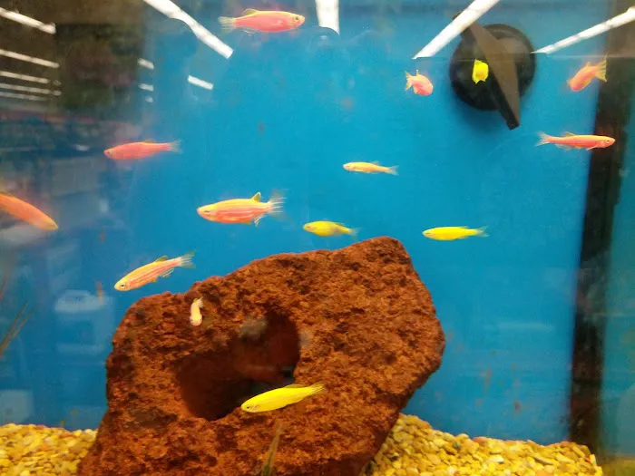 Petco Picture 10