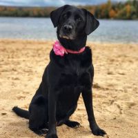 Donegal Animal Hospital ico