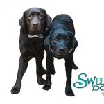 Sweetwater Dogs
