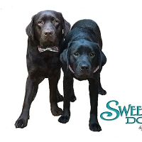 Sweetwater Dogs ico