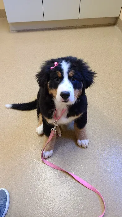 Companion Animal hospital Picture 2