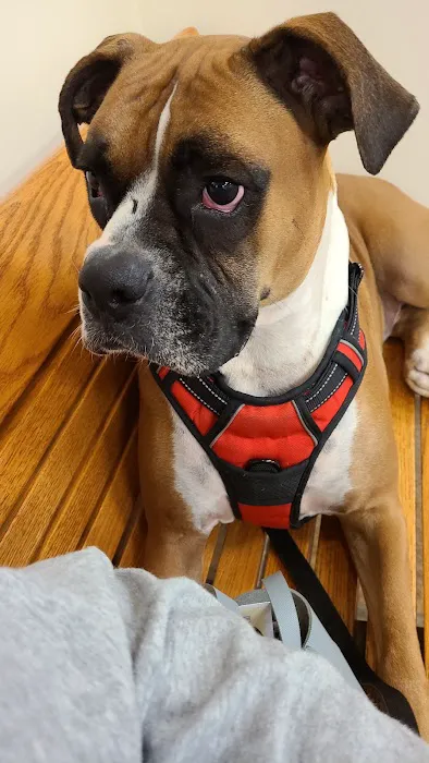 Companion Animal hospital Picture 1