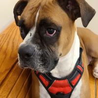 Companion Animal hospital ico