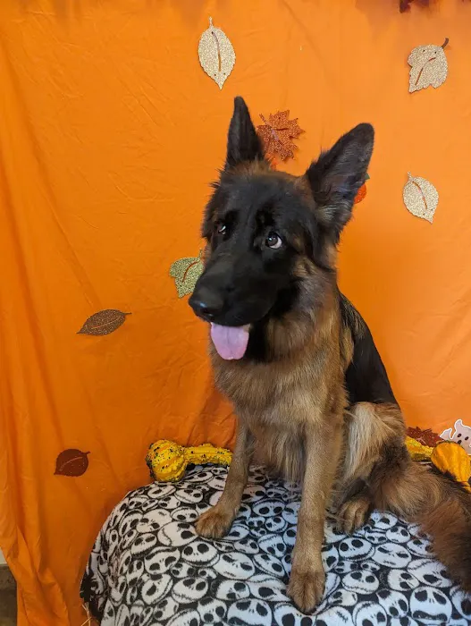 Companion Animal hospital Picture 3