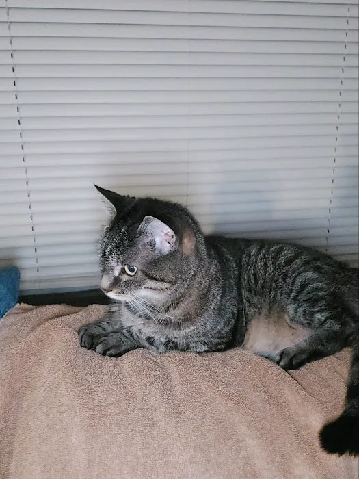 Companion Animal hospital Picture 4