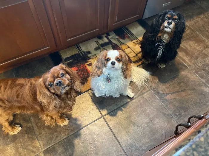 Companion Animal hospital Picture 5