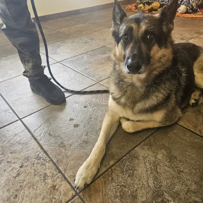 Companion Animal hospital Picture 6