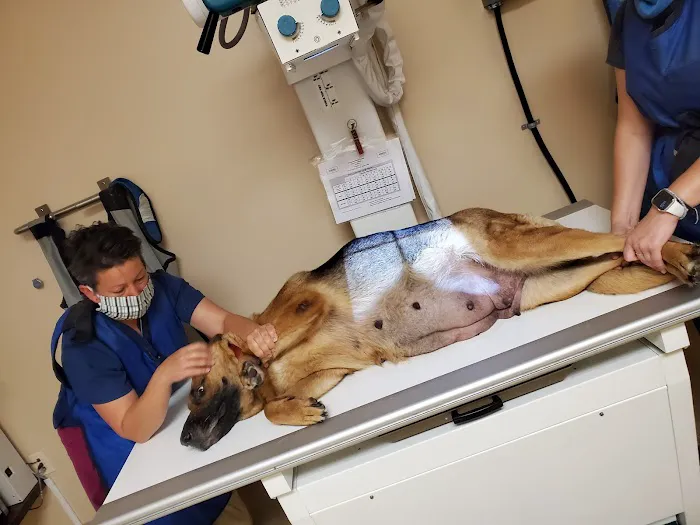 Companion Animal hospital Picture 9