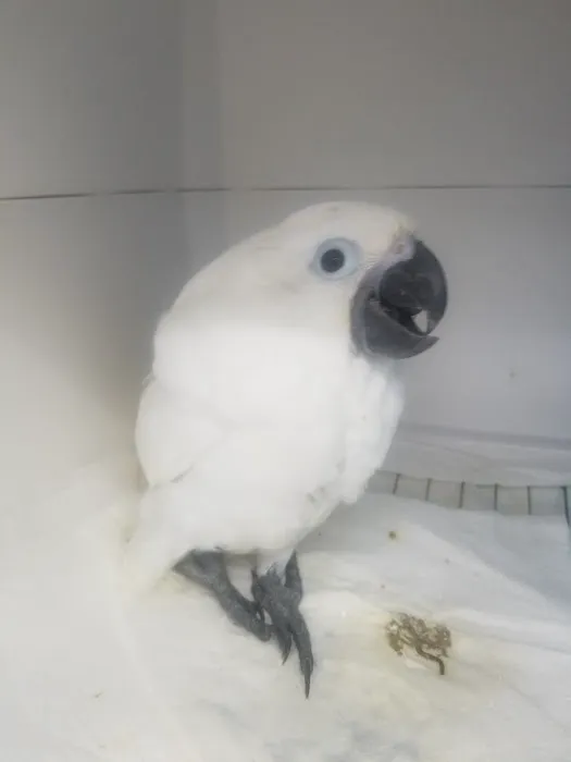 Parrot Productions Picture 2
