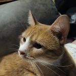 Aziz Animal Hospital