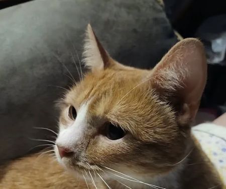 Aziz Animal Hospital