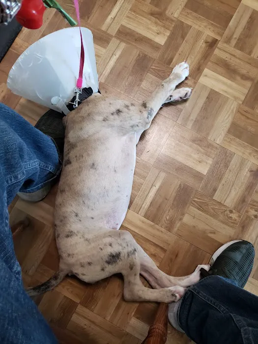 Aziz Animal Hospital Picture 4