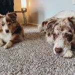 Elizabethtown Animal Hospital