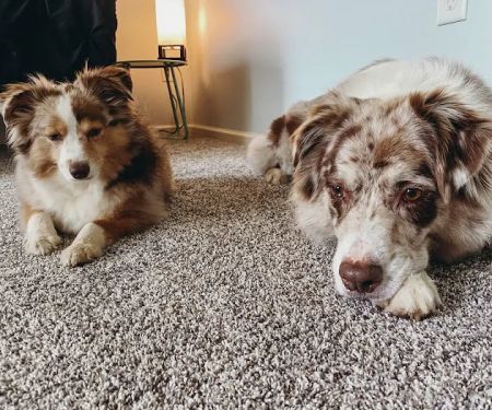 Elizabethtown Animal Hospital
