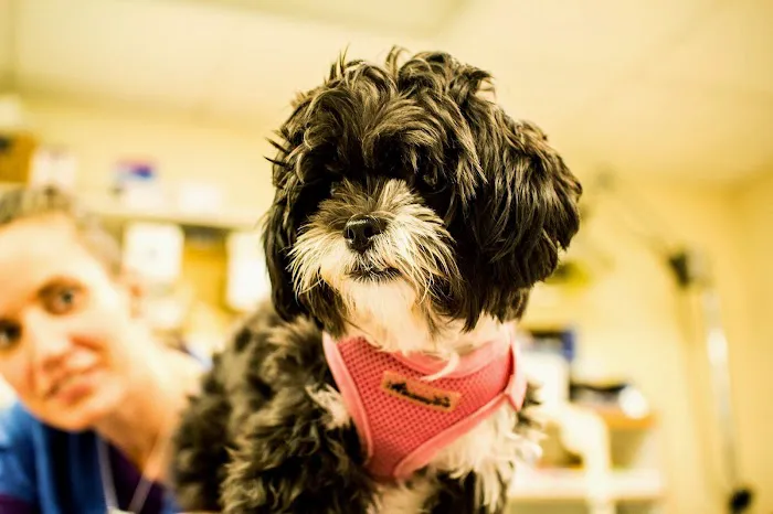 Elizabethtown Animal Hospital Picture 5