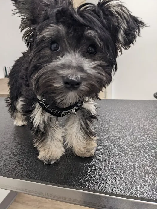 Covenant Veterinary Care Picture 1