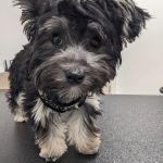 Covenant Veterinary Care