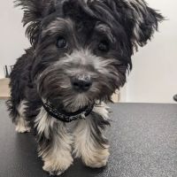 Covenant Veterinary Care ico