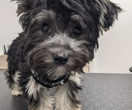 Covenant Veterinary Care