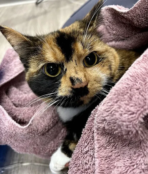 Hershey Animal Emergency Center Picture 1