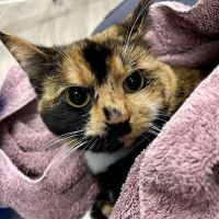 Hershey Animal Emergency Center ico