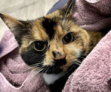 Hershey Animal Emergency Center