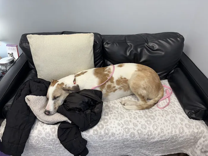 Hershey Animal Emergency Center Picture 4
