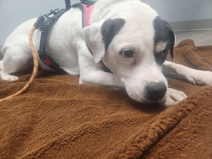 Hershey Animal Emergency Center Picture 7