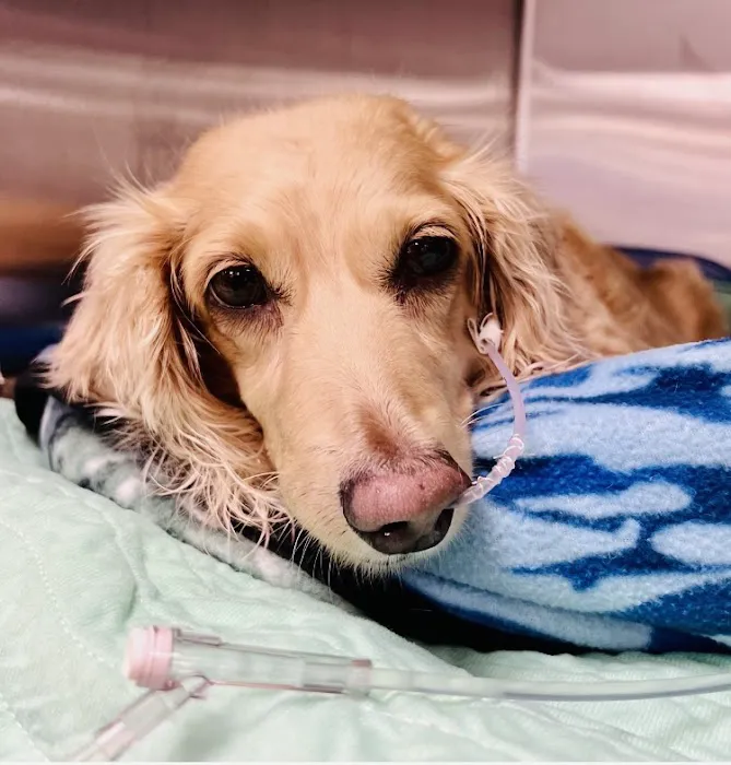 Hershey Animal Emergency Center Picture 10